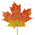 Colorful Maple Leaf